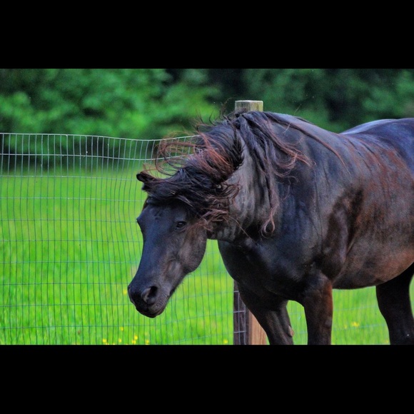 Meet your Posher, Sandi - Picture 7 of 16